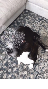 An annoyed looking dog looking at the camera with some AR typography stuck to it's head