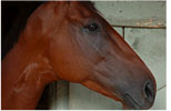 Race Horse in Barn, Saratoga Springs, New York, USA